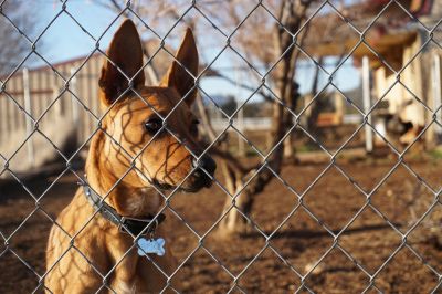 Underground Dog Fence - Jem Fence Installation And Repair Charlottesville City County, Virginia