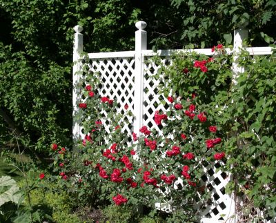 Trellis Fence - Jem Fence Installation And Repair Poulsbo, Washington